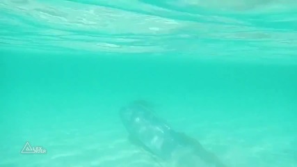 Туристи заснеха рядък вид риба на о. Баяа - Мексико