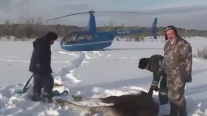 Руски ловни надзиратели спасяват лос от измръзване до смърт!