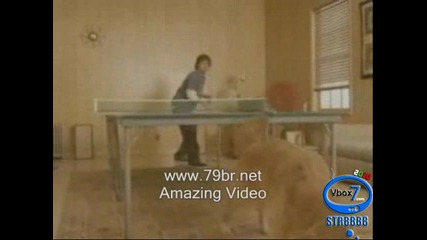 Куче играе пинг понг 