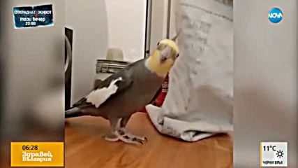 Песента на папагала (ВИДЕО)