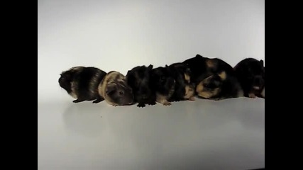 11 guinea pig kids on line 