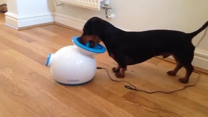 Куче си играе самичко с машина за автоматично пускане на топки