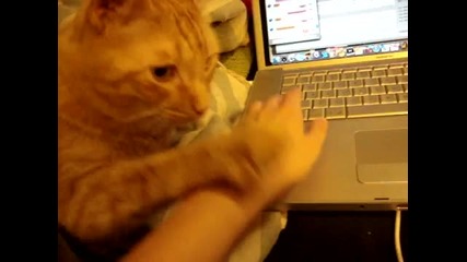 Котка не дава на стопанина си да пипа компютъра!