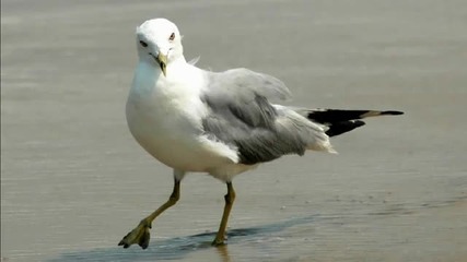 Oliver V - Seagull (chillout Mix)