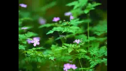Because I Love You - Richard Clayderman Version