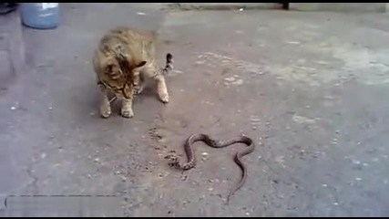 Борба между котка и змия