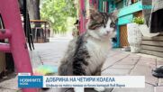 Добрина на четири колела: Шофьор на такси помага на болен котарак във Варна