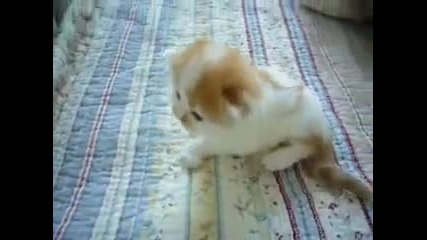 Сладка персийска котка 