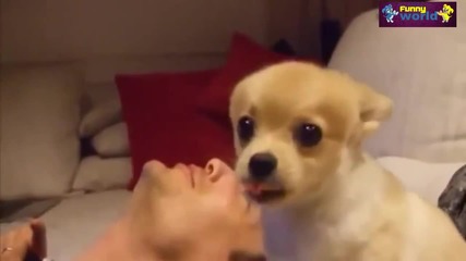 Компилация Смях - Funny Videos - Cute Puppies Dogs Compilation 2015