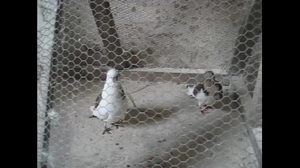 Паламарски гълъби