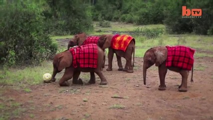 Слончета от Кения играят футбол