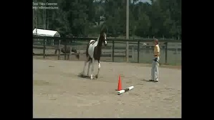 2005 Sempatico Filly