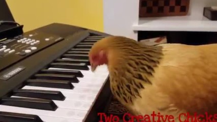 Кокошка майстор на пианото!