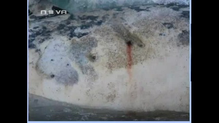 Мъртвият делфин, изплувал на плажа край Лозенец, не е застрелян