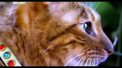 Котка порода Тойгер • най - скъпата домашна котка