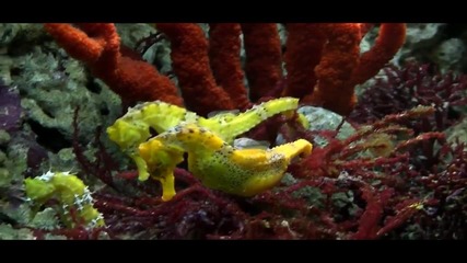 Slow down - By Paul Collier - Seahorses Courtship