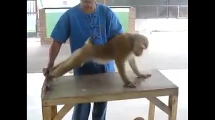 Маймуна прави лицеви опори