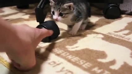 Засрамено коте