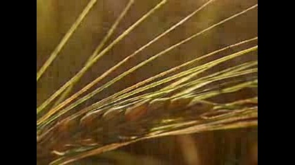 Fields Of Gold