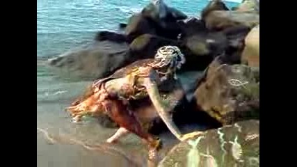 Странно Същество Се Появи На Плажа На sunny beach-черно море