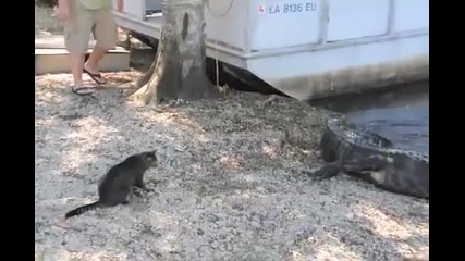 Котка срещо крокодил !
