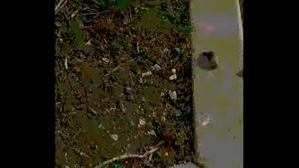 Androcell - Fungus Garden (field Trip 2009) 