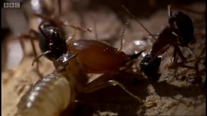 Defending the ant nest from intruders - Ant Attack - Bbc 