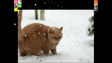 Alone In Snow