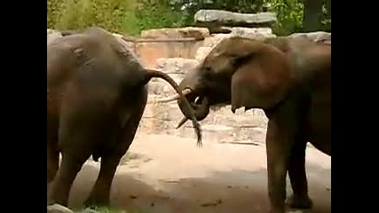 sex mejdu slonove 
