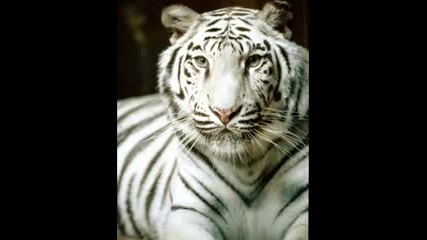BIG Cats Slideshow - Bungle In The Jungle - Jethro Tull