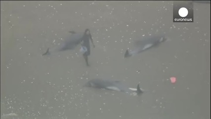 Над 100 делфина заседнаха край бреговете на Токио