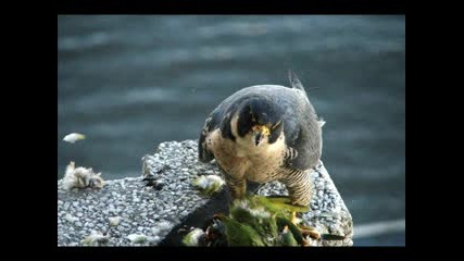 Peregrine Falcon With Prey