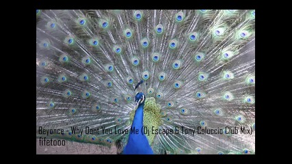 Beyonce - Why Don t You Love Me (dj Escape & Tony Coluccio Club 