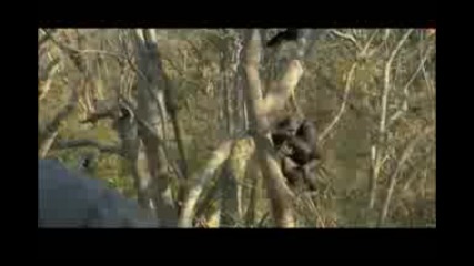Escape to Chimp Eden - Tony
