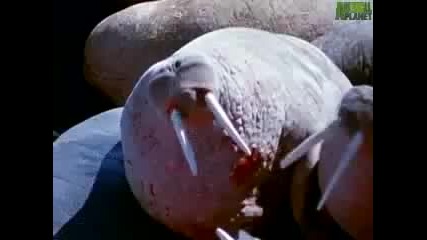 Animal Face Off - Polar Bear vs Walrus 