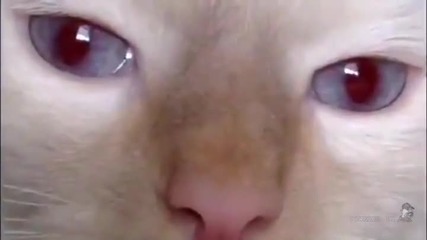 Котешки очи се променят от звук