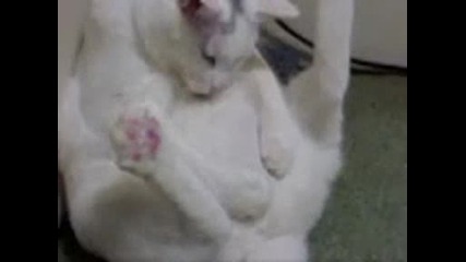 Луда Котка- И животните го правили