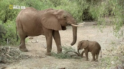 1/2 Кървави Кости * Бг Аудио * (2012) Crimes against Nature: Blood Ivory [ National Geographic H D ]