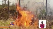 Горските пожари в Куба са унищожили над 4200 акра гори от началото на годината (ВИДЕО)