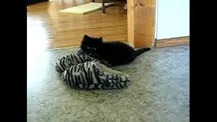 Billy the cat