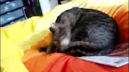 Луда котка 