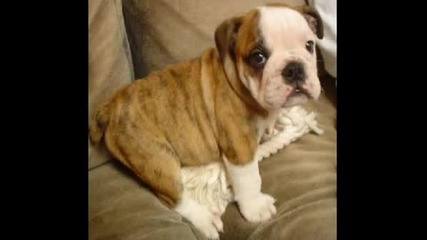 Doberman , Bulldog i Husky
