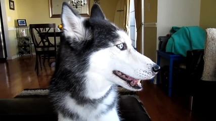 This Dog Can Talk!!! 