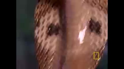 Cobra vs. Monitor Lizard 