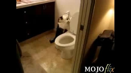 Cat - Flushes - The - Toilet