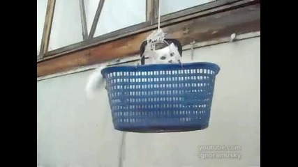 Специален котешки асансьор
