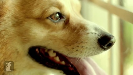 Carly Rae Jepsen - Call Me Maybe - Corgi Rae - Pet Parody