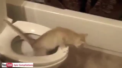 Две смешни случки с котки