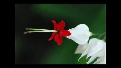 Sina Vodjani - Straight To The Heart 