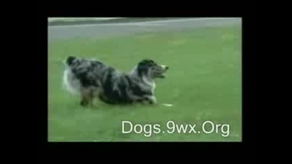 Интересни кучешки трикове